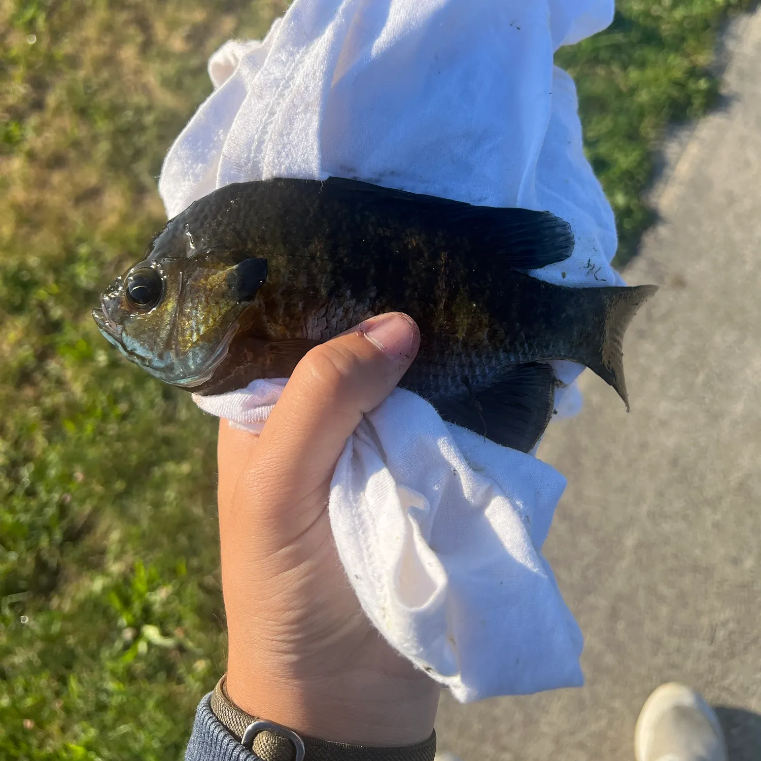 catch