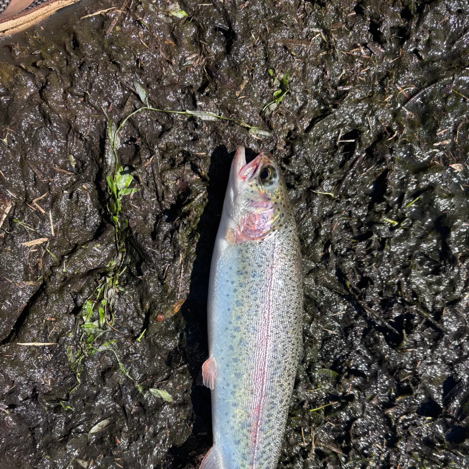 Rainbow trout caught on Fishbrain