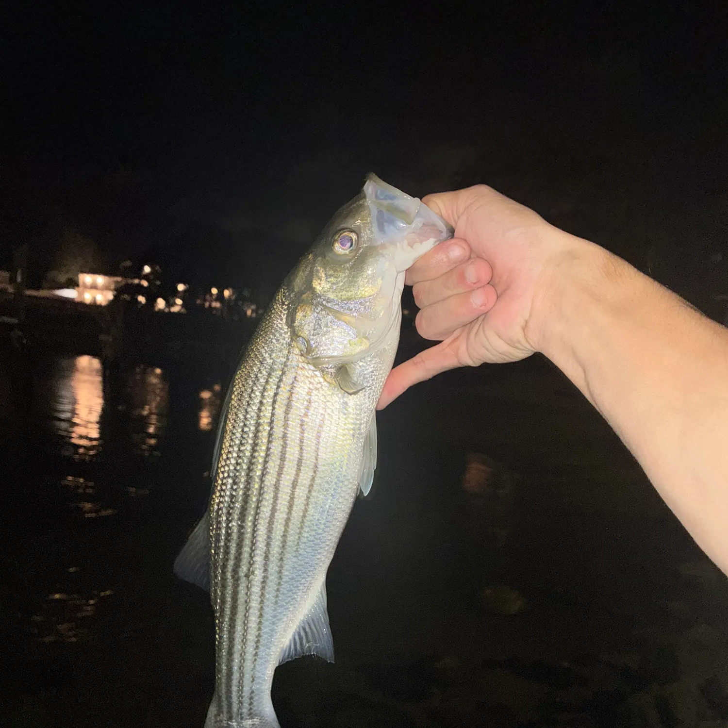 Striped bass caught on Fishbrain