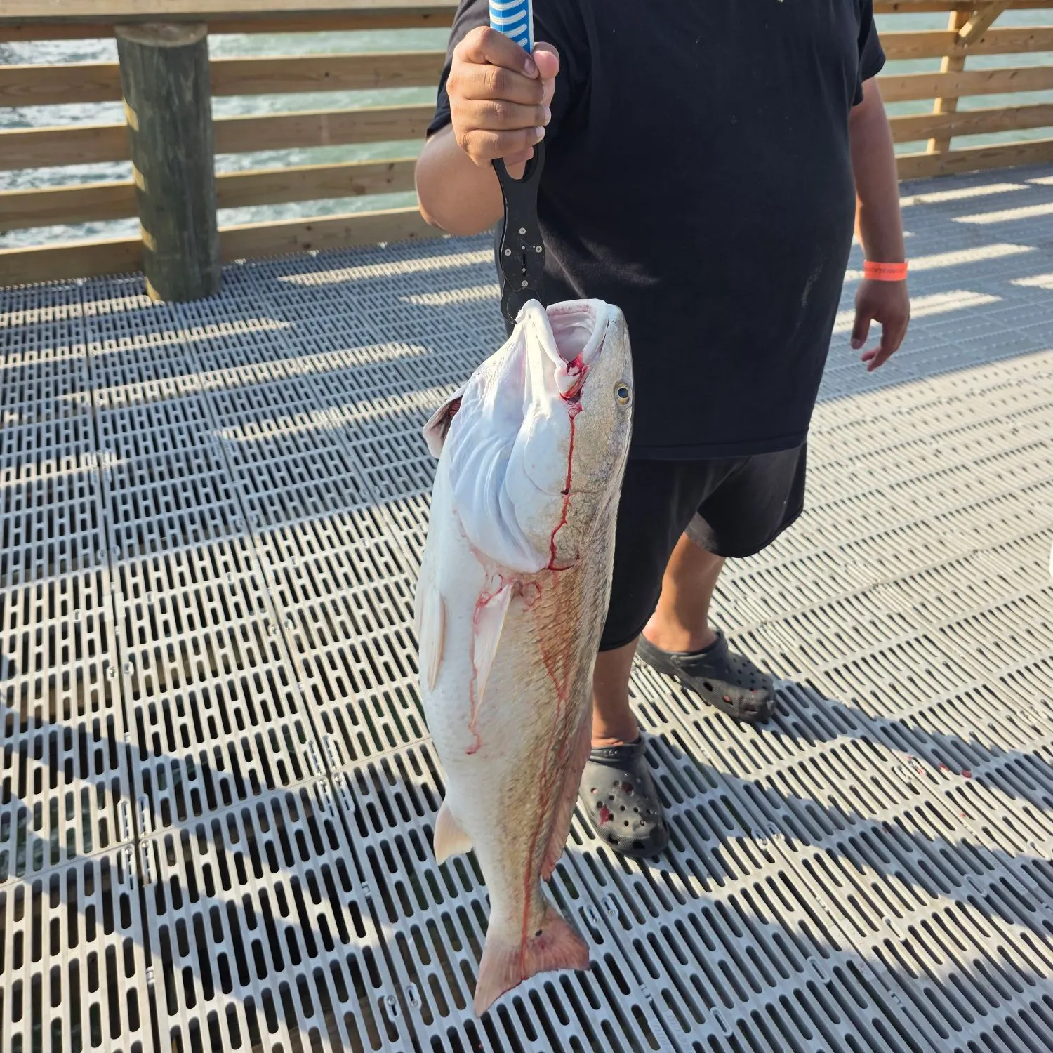 Red drum caught on Fishbrain