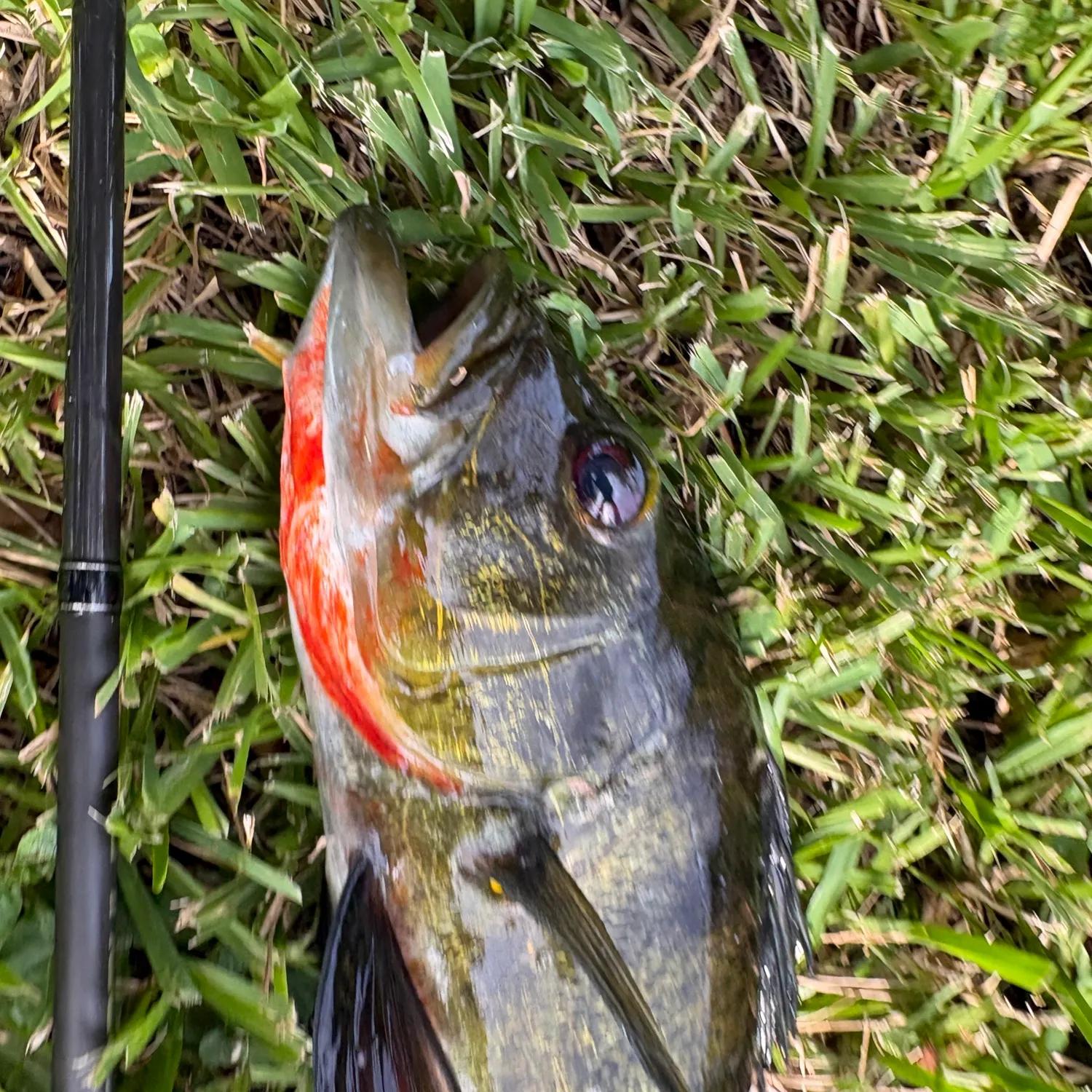 The most recent Butterfly peacock bass catches on Fishbrain