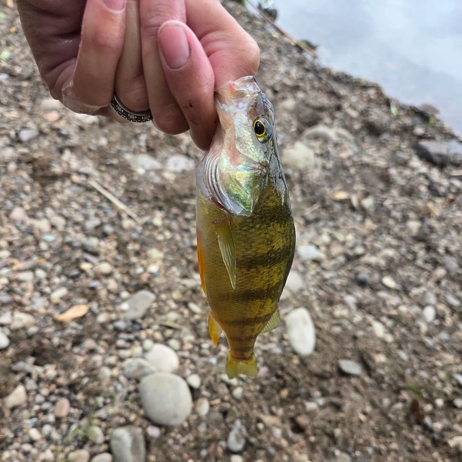 Yellow perch caught on Fishbrain