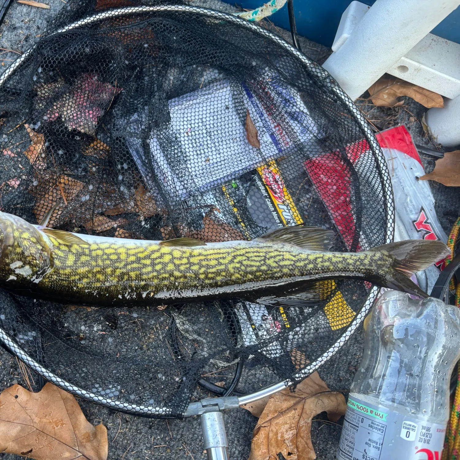 Chain pickerel caught on Fishbrain