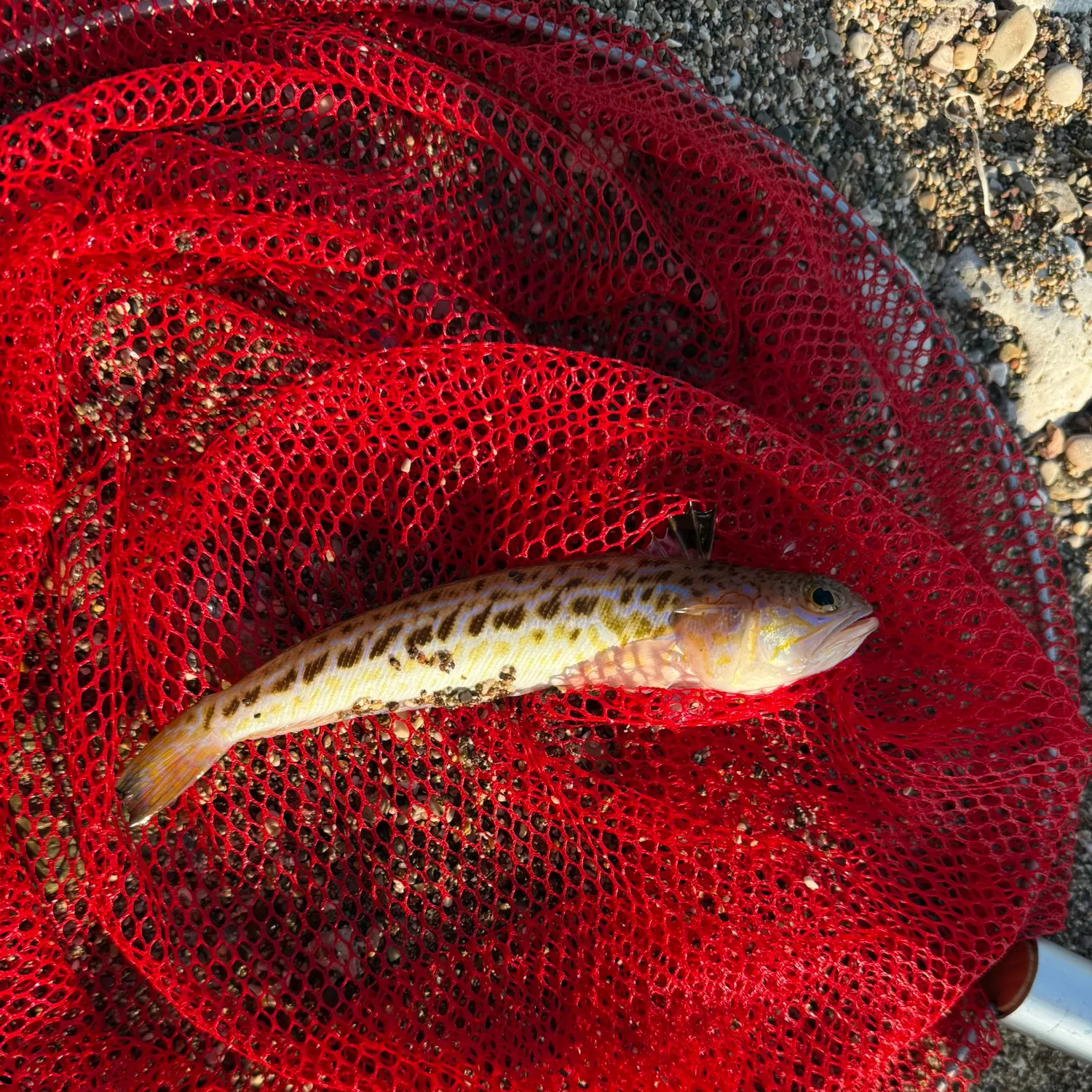 The most recent Greater weever catches on Fishbrain