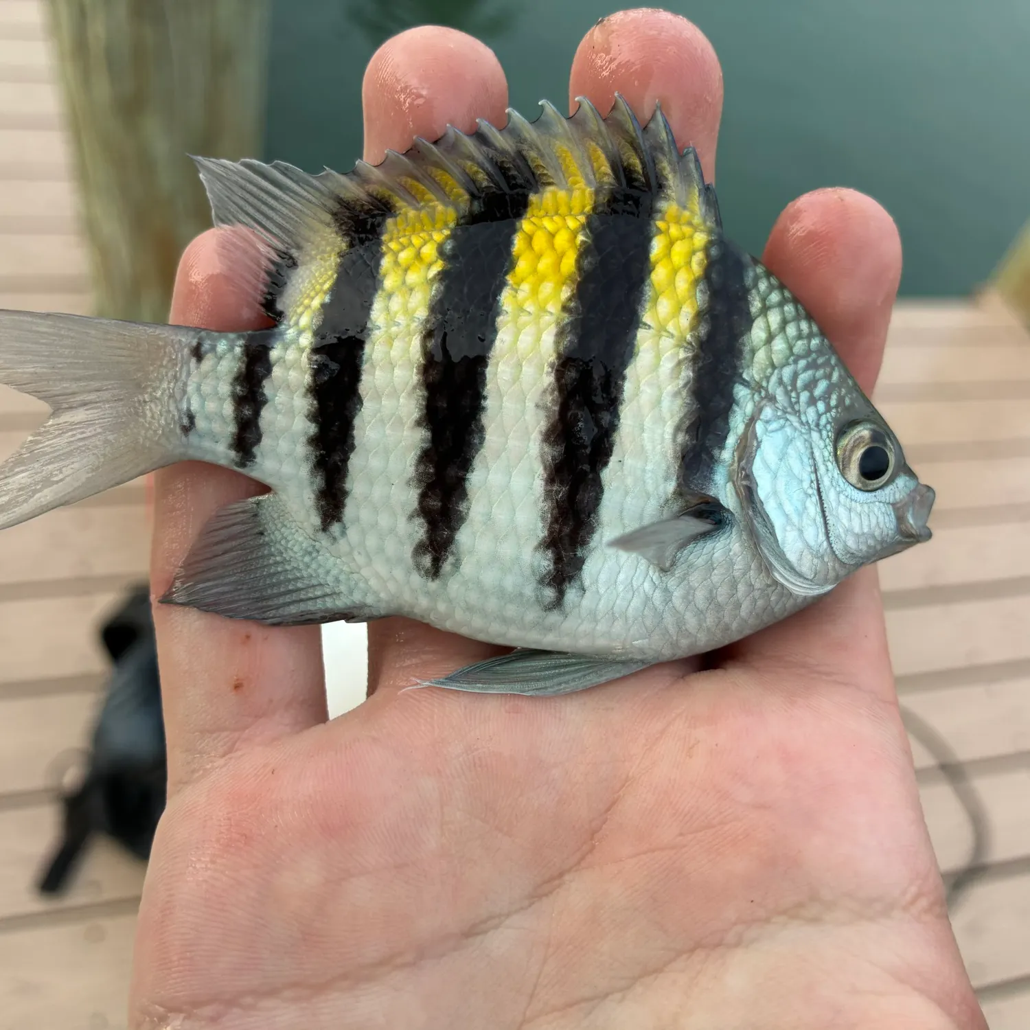 Sergeant-major caught on Fishbrain