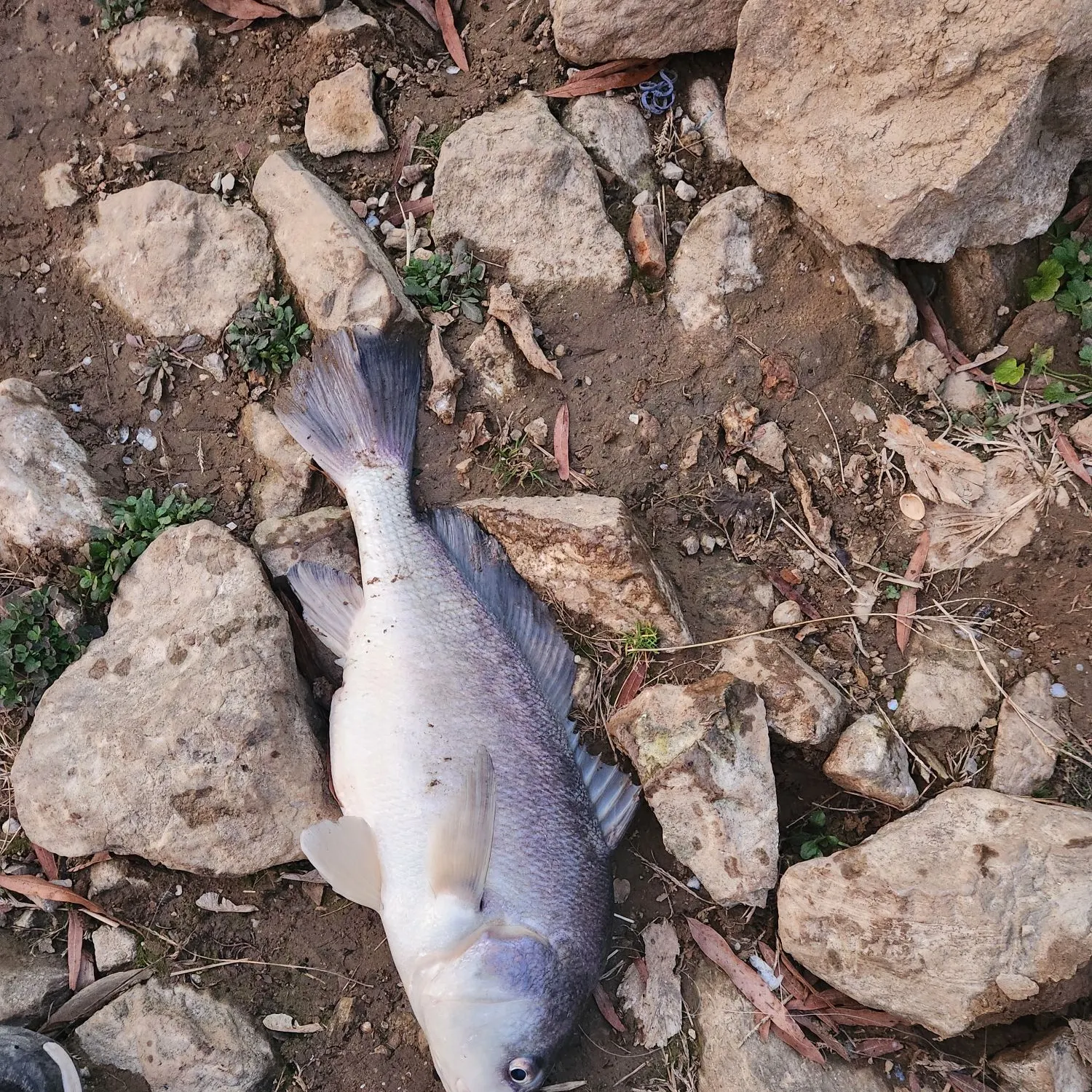 The most recent Freshwater drum catches on Fishbrain
