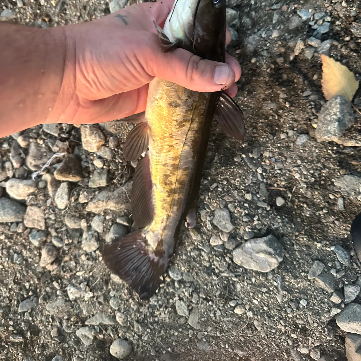 Black bullhead caught on Fishbrain