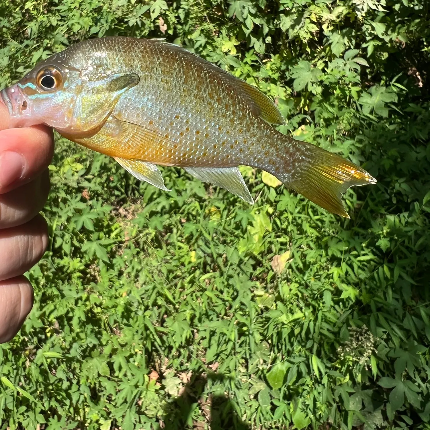 Redbreast sunfish caught on Fishbrain