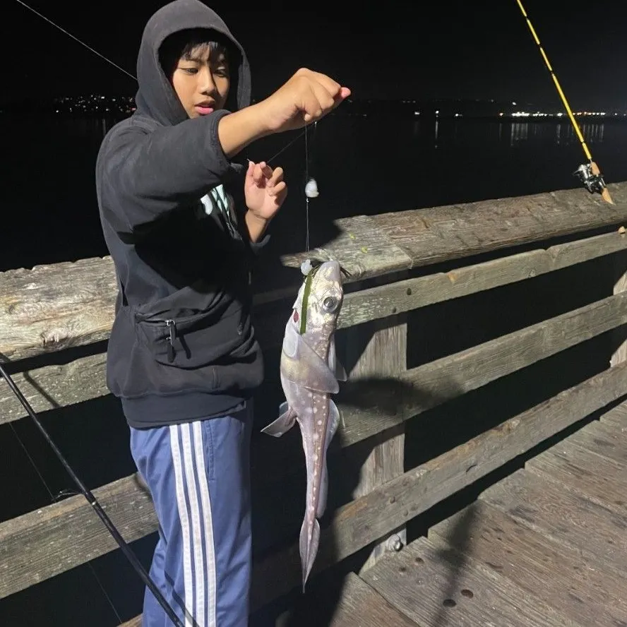 Spotted ratfish caught on Fishbrain