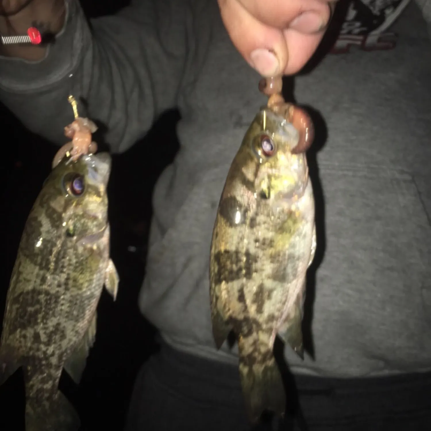 Rock bass caught on Fishbrain
