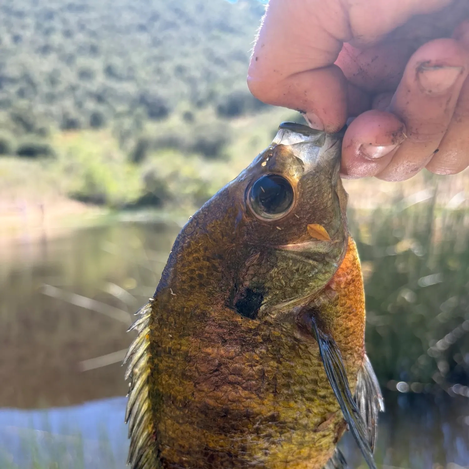 catch