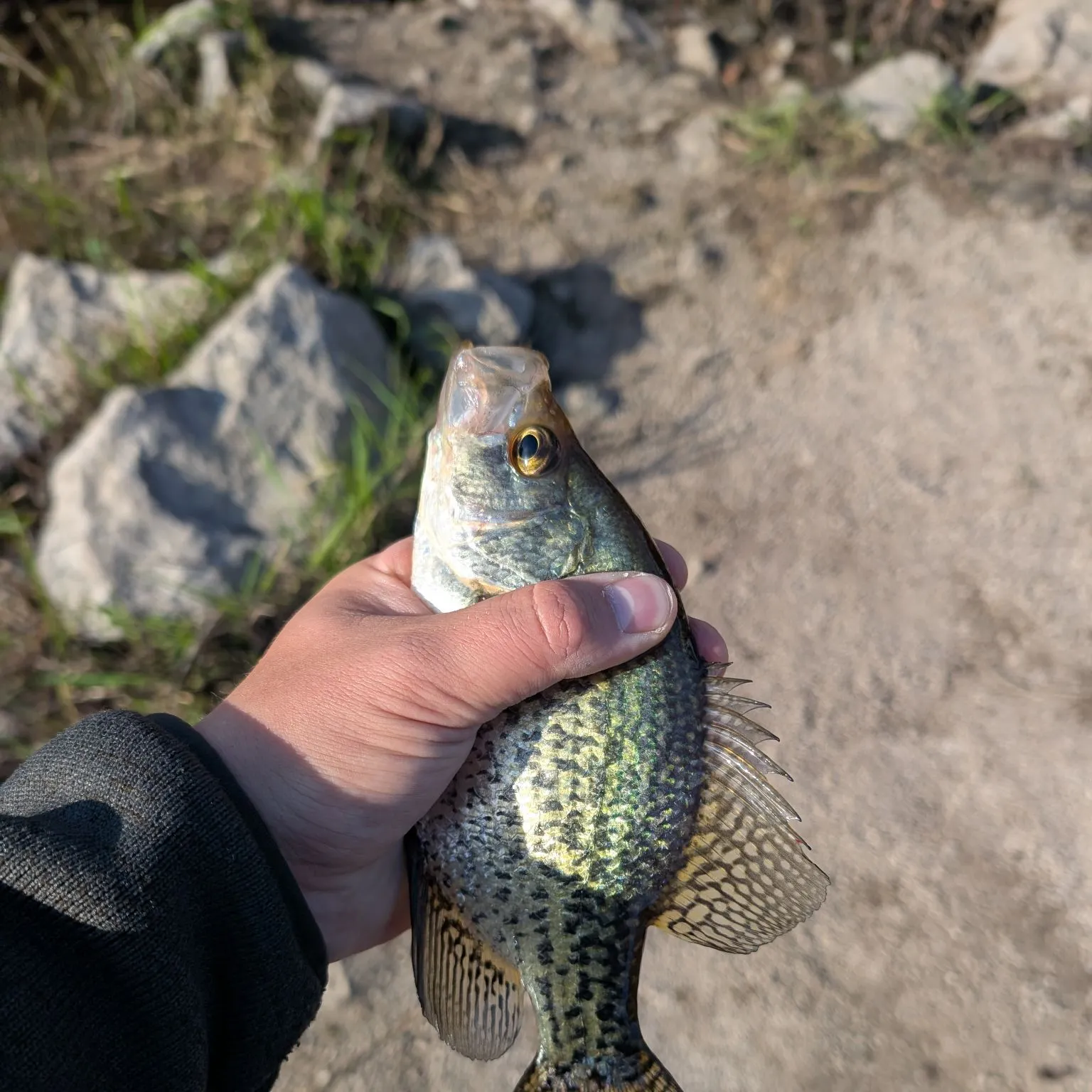 Black crappie caught on Fishbrain