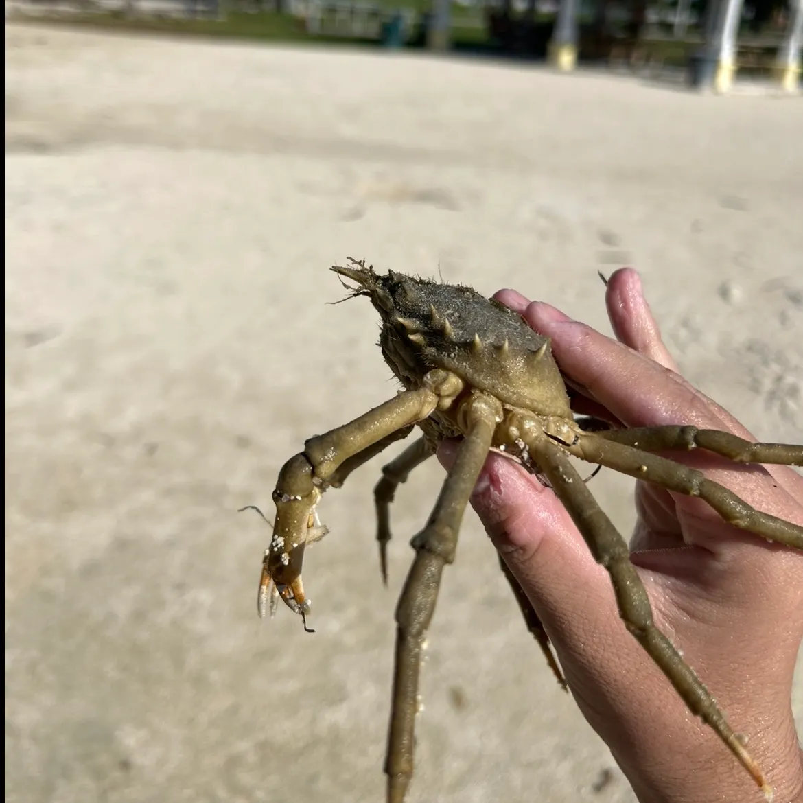 The most recent European spider crab catches on Fishbrain