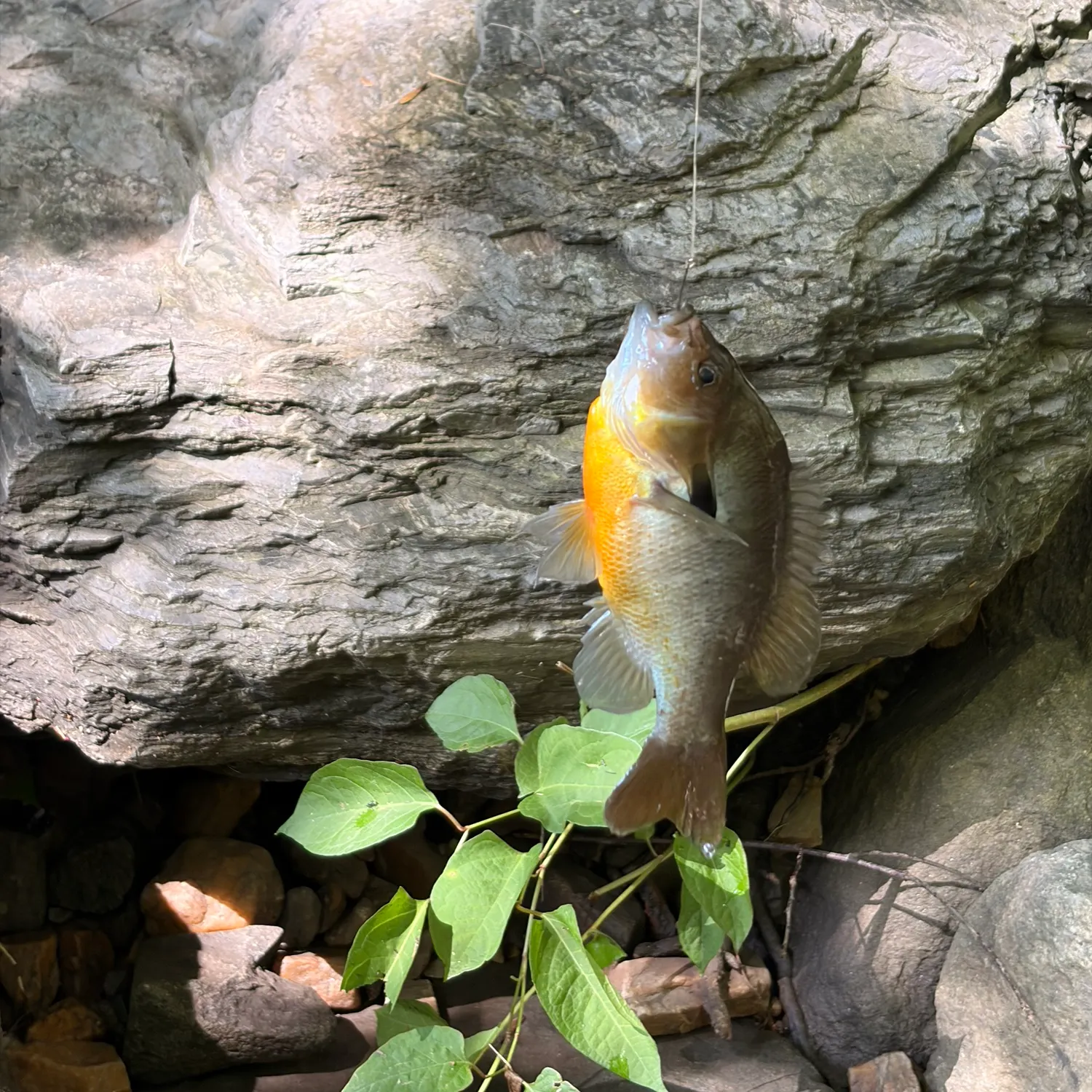 Redbreast sunfish caught on Fishbrain