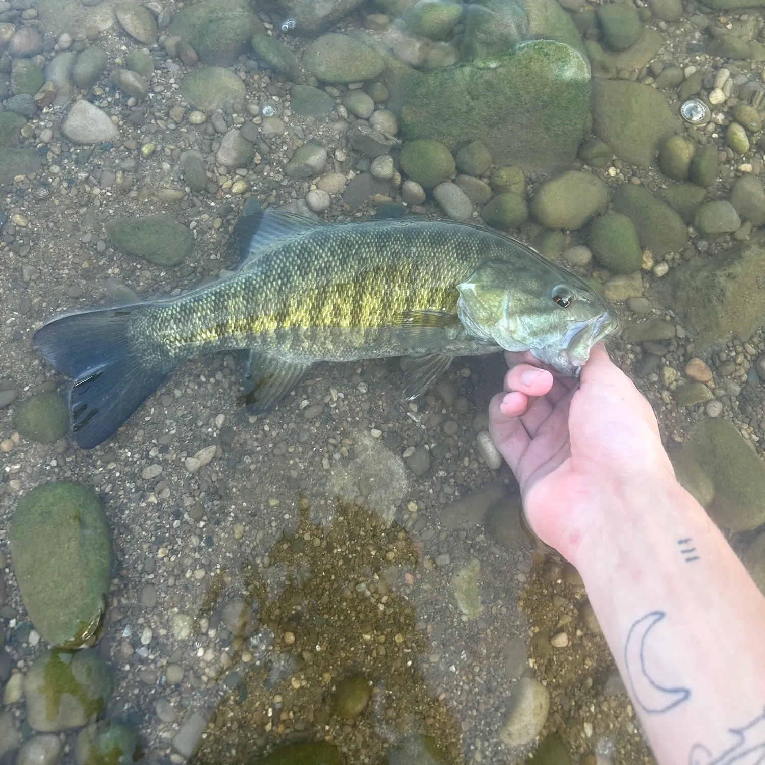 Smallmouth bass caught on Fishbrain