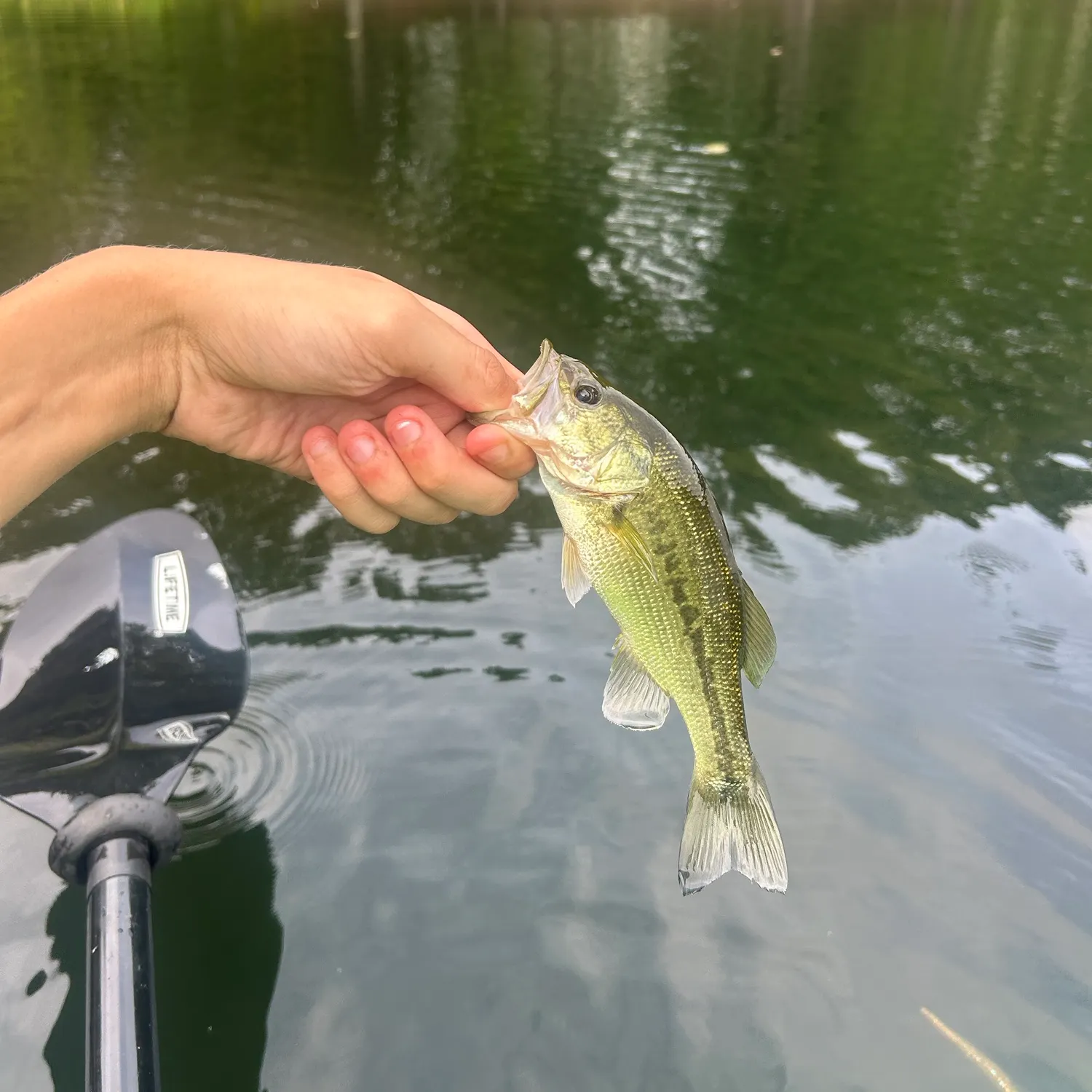 Fish caught on Fishbrain