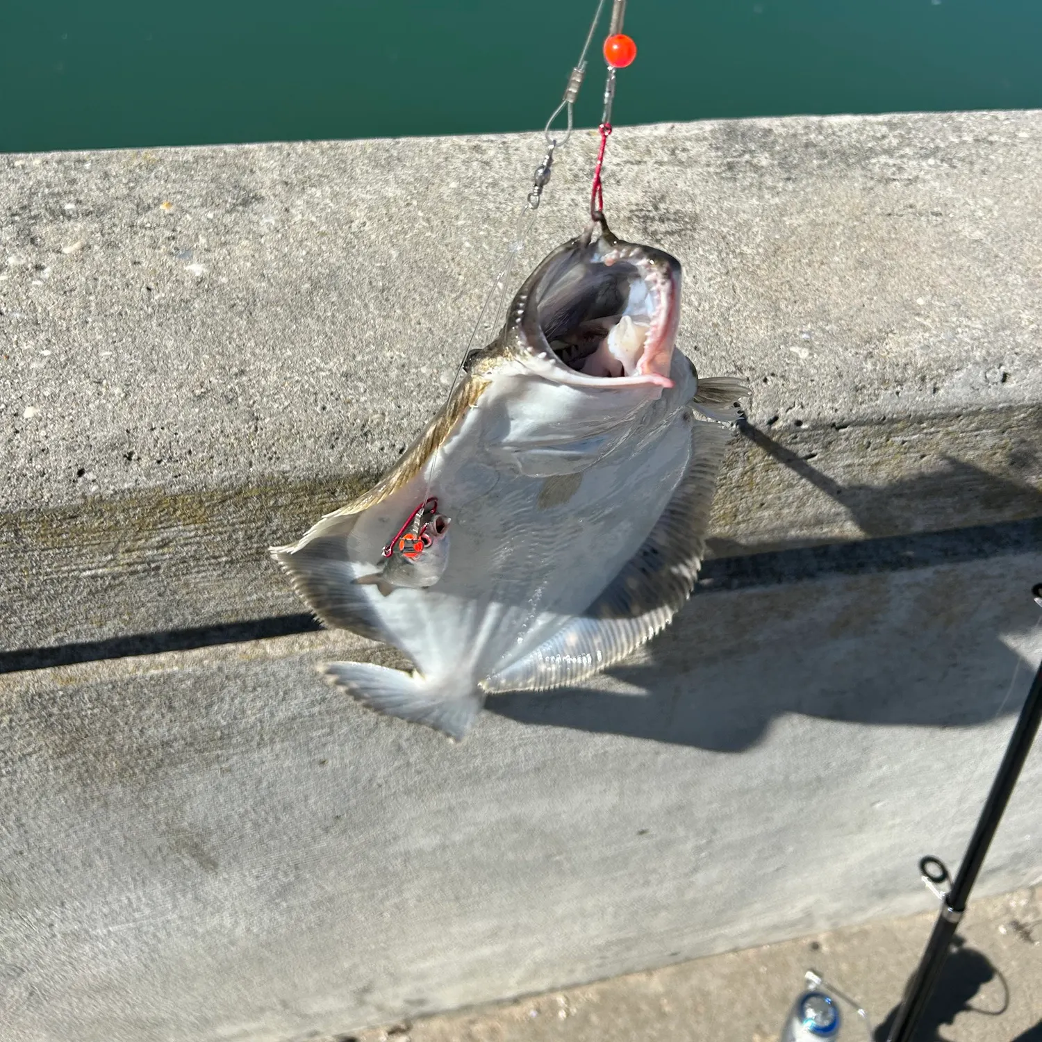 Summer flounder caught on Fishbrain