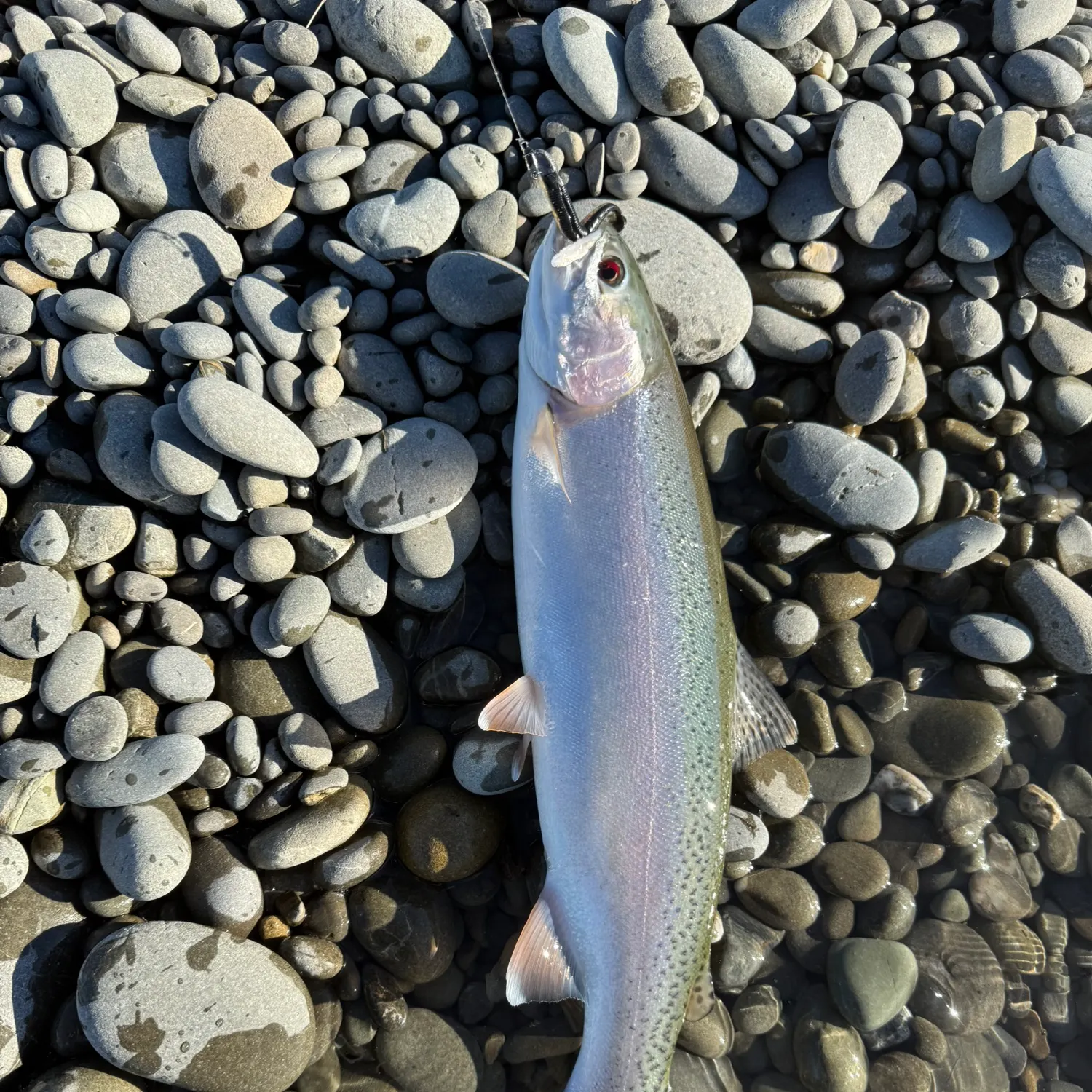 Rainbow trout caught on Fishbrain