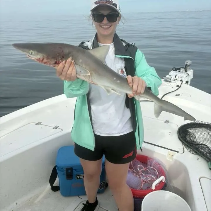 Atlantic sharpnose shark caught on Fishbrain
