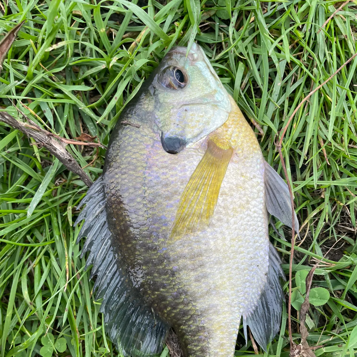 Bluegill caught on Fishbrain
