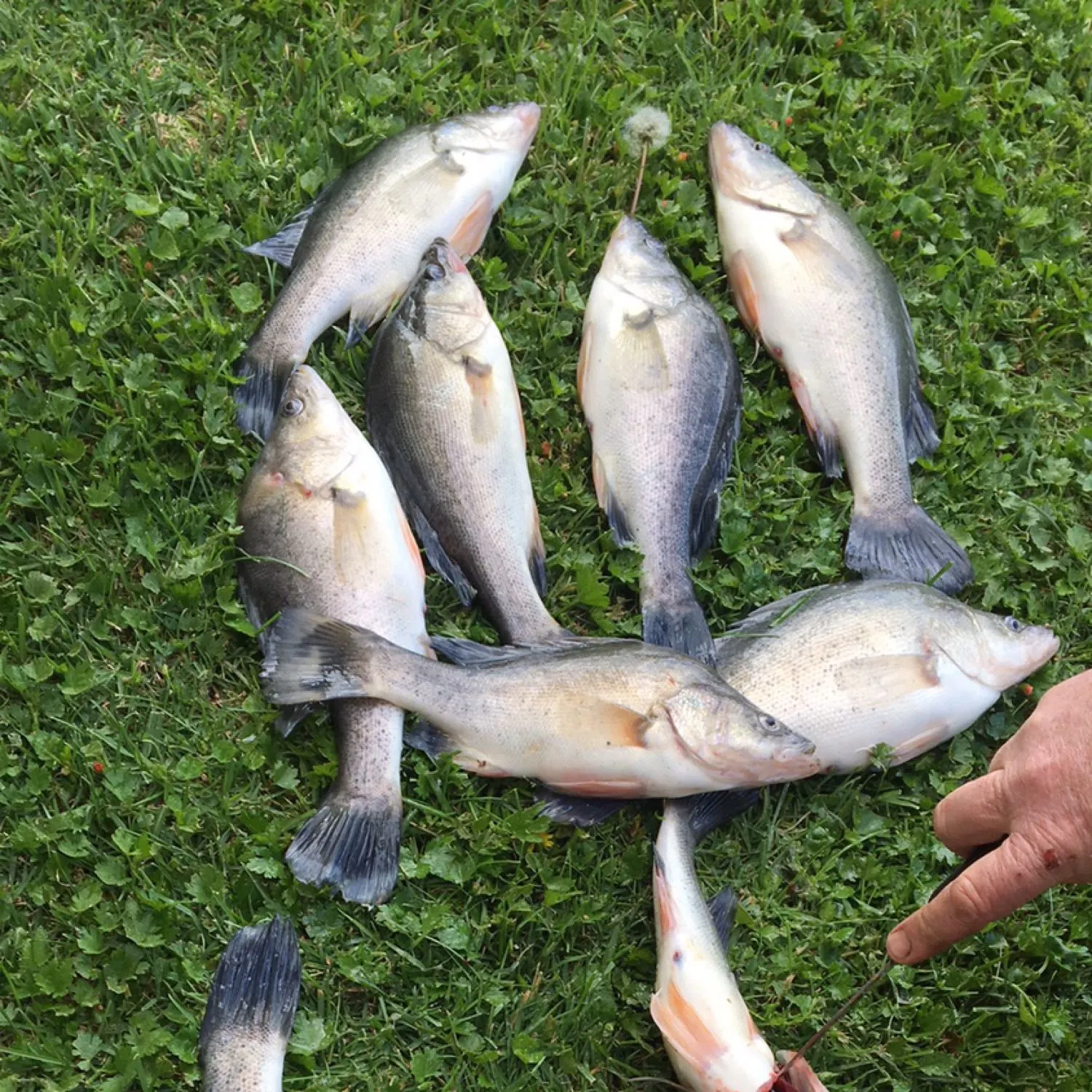 recently logged catches