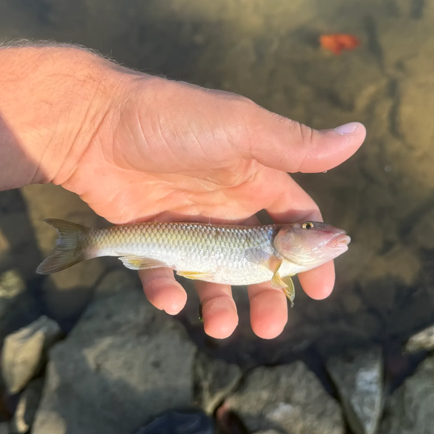 River chub caught on Fishbrain
