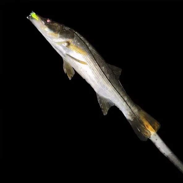 Common snook caught on Fishbrain
