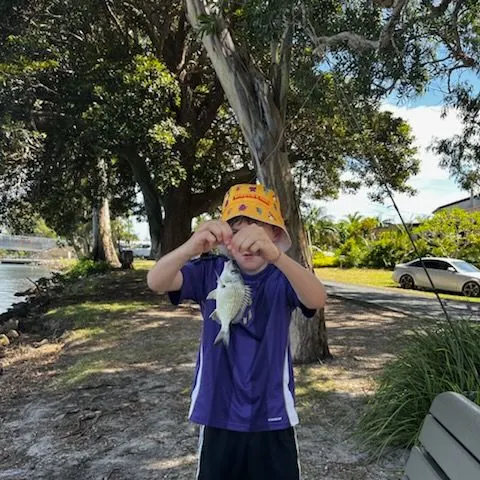 Surf bream caught on Fishbrain