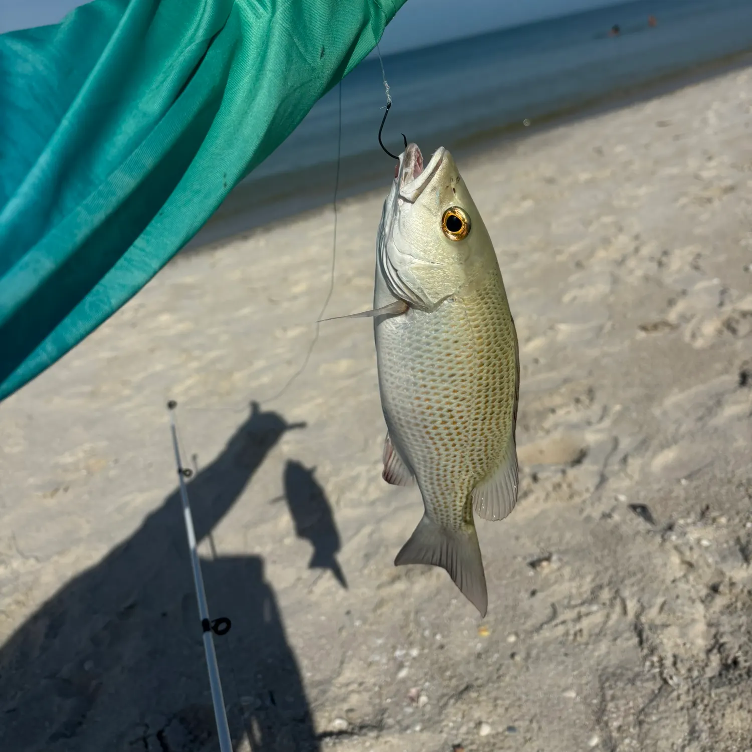 Mangrove snapper caught on Fishbrain