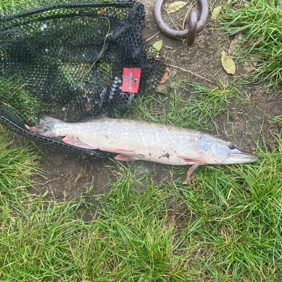 Northern pike caught on Fishbrain