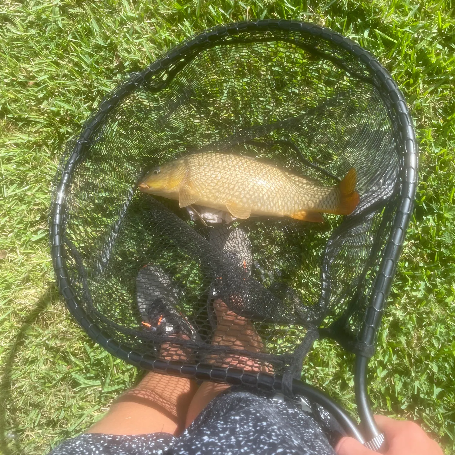 Common carp caught on Fishbrain
