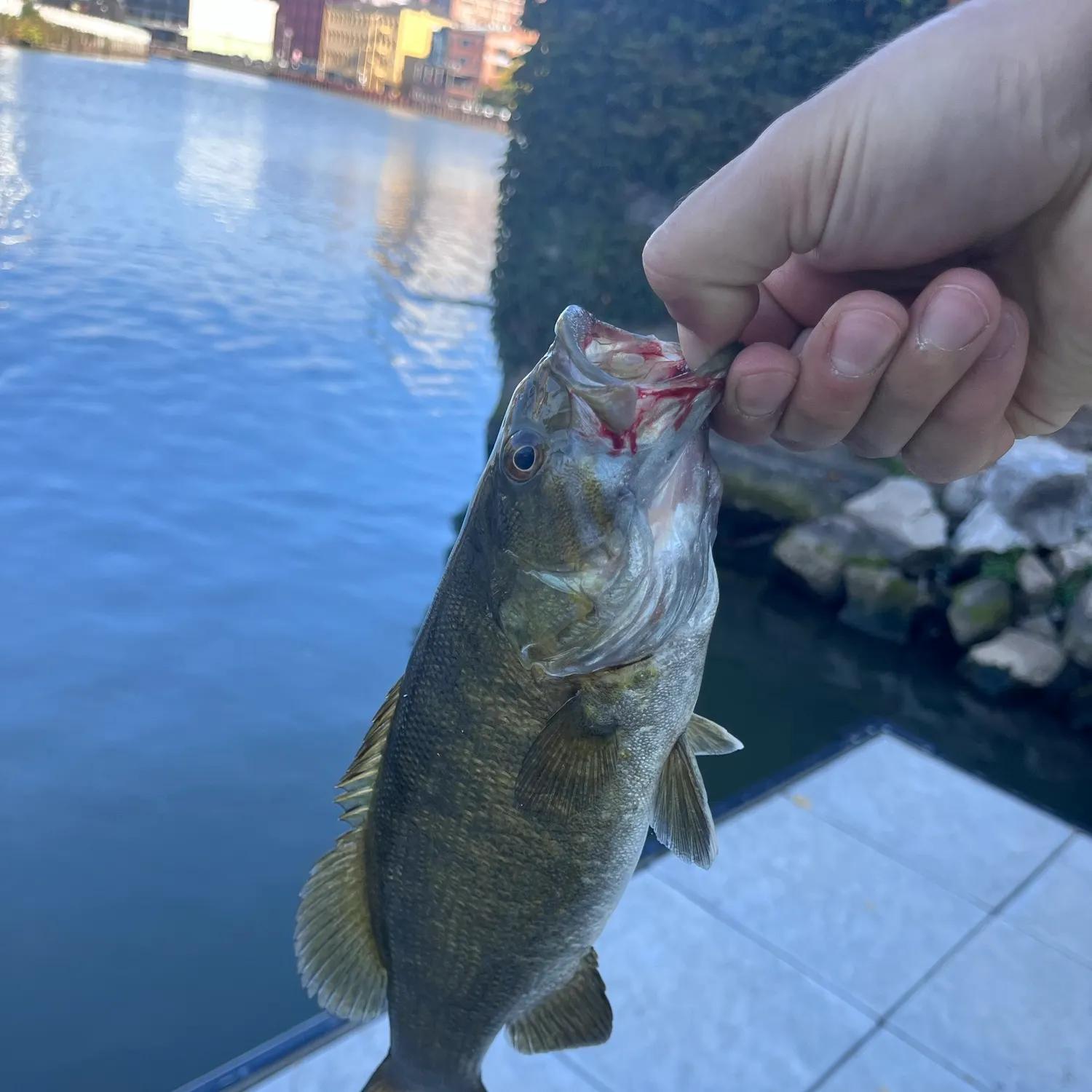 Smallmouth bass caught on Fishbrain