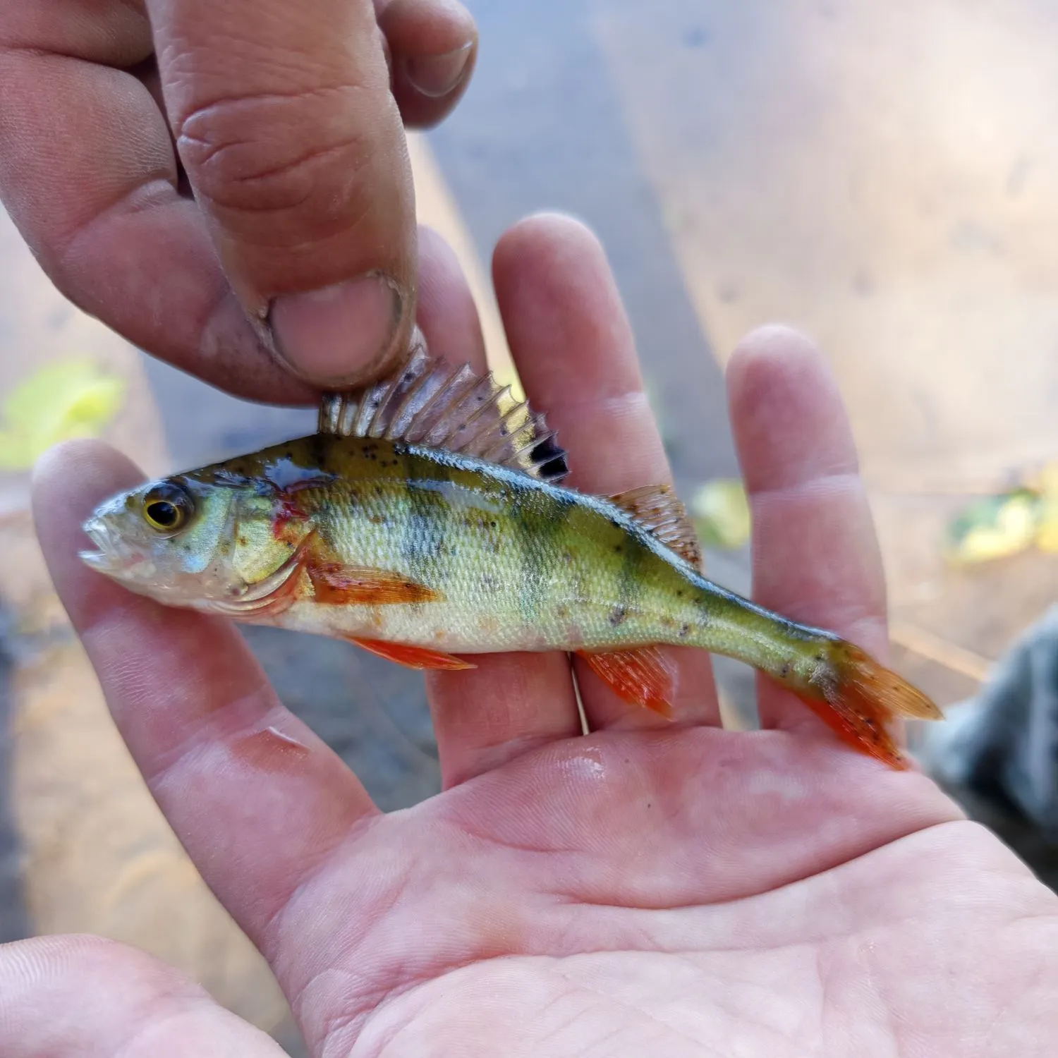 European perch caught on Fishbrain