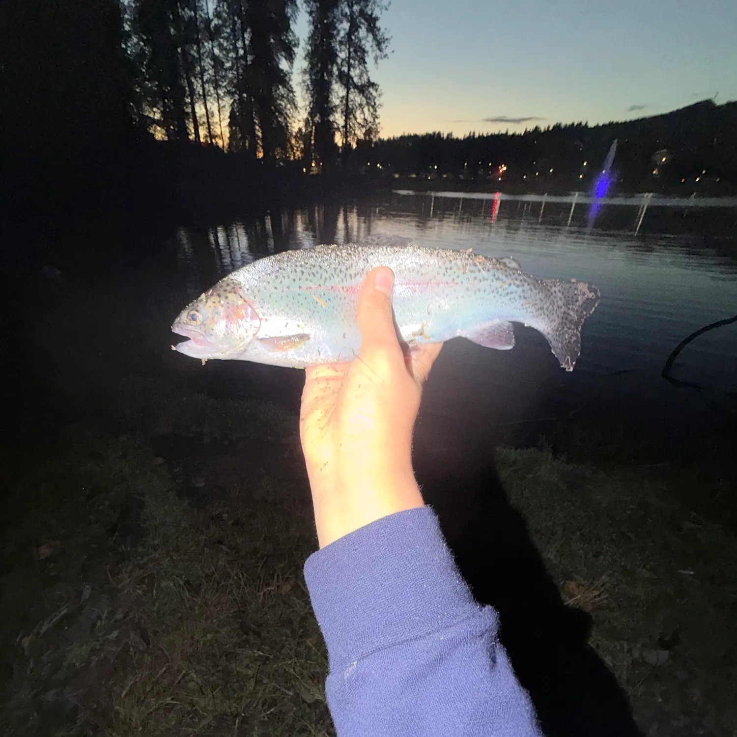 Rainbow trout caught on Fishbrain