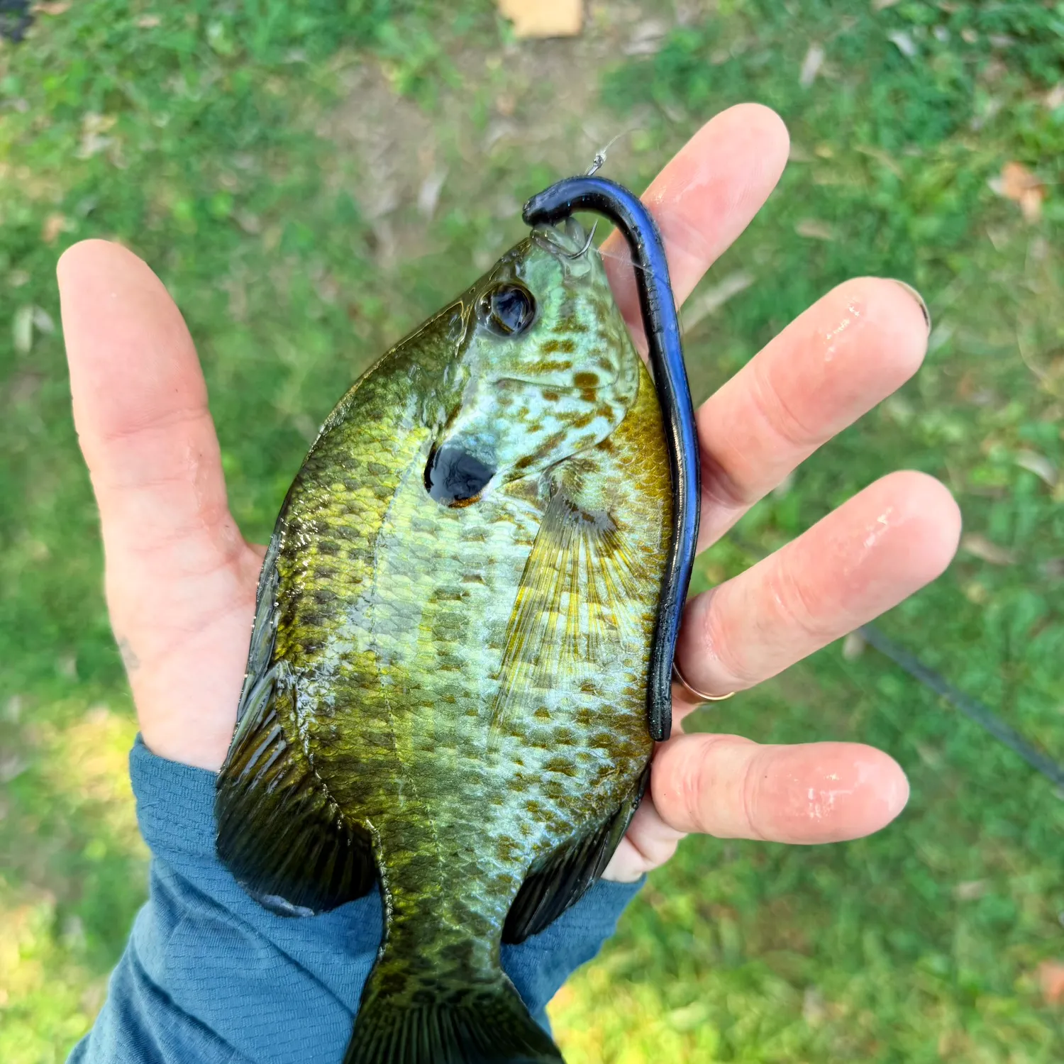 Bluegill caught on Fishbrain