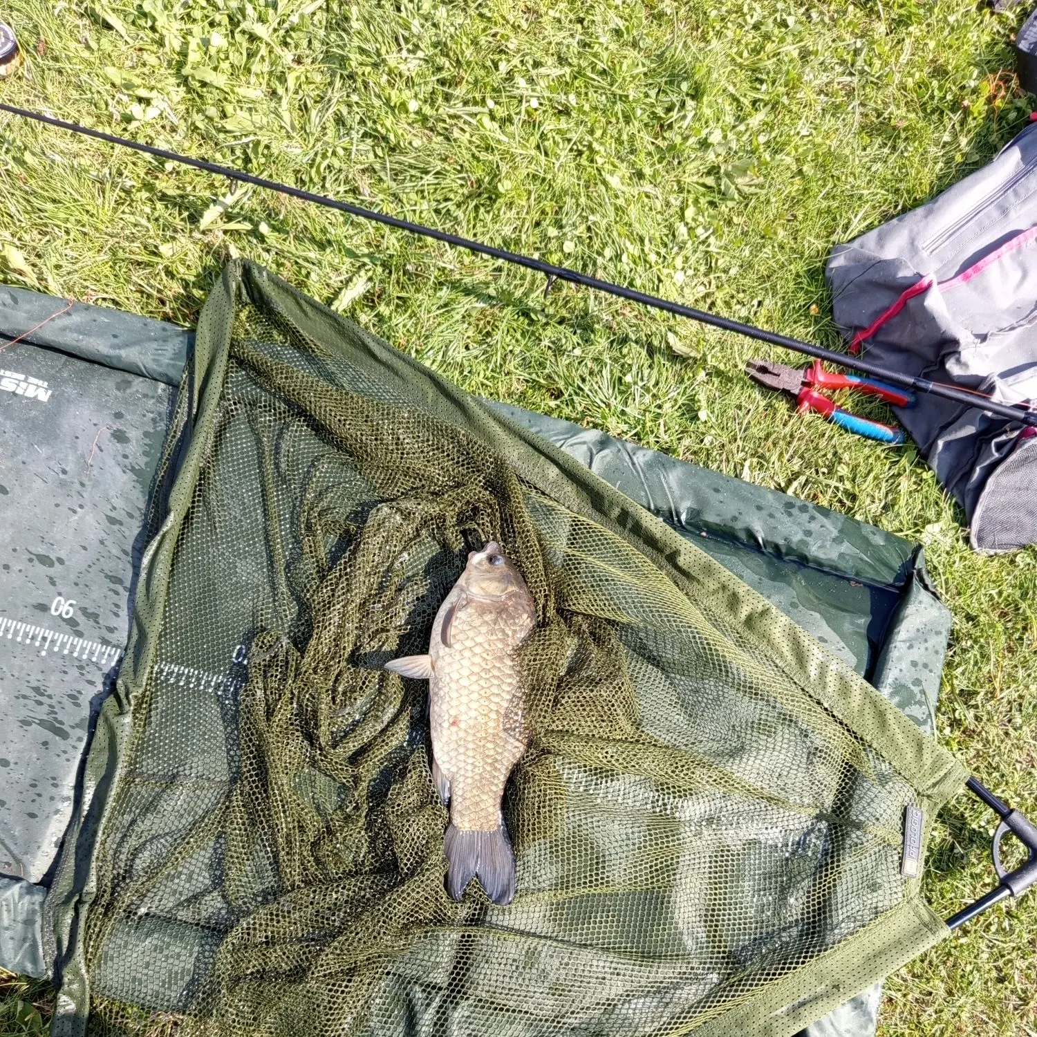 The most recent Crucian carp catches on Fishbrain