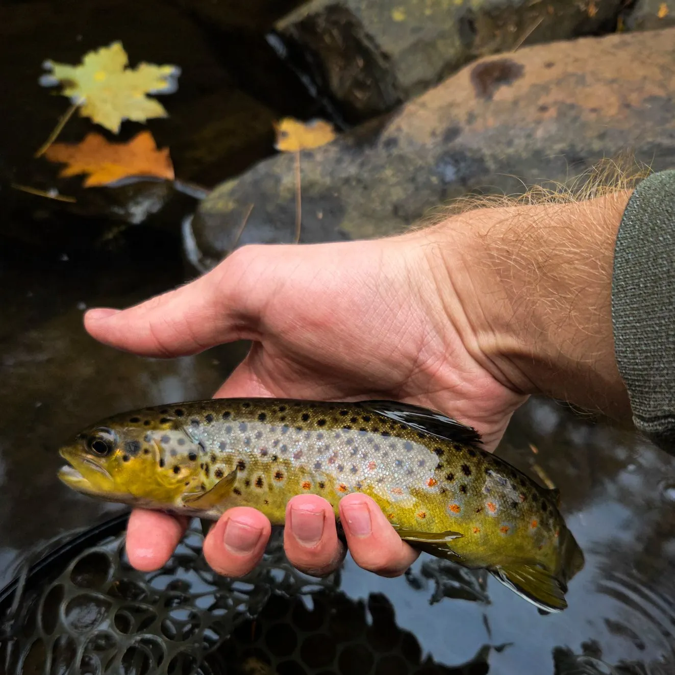 Brown trout caught on Fishbrain