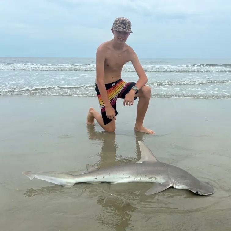 Bonnethead shark caught on Fishbrain