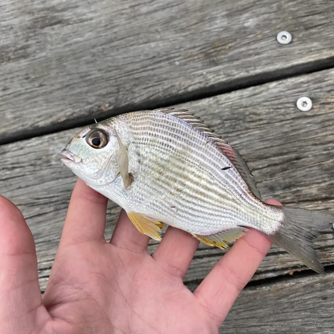 The most recent Surf bream catches on Fishbrain