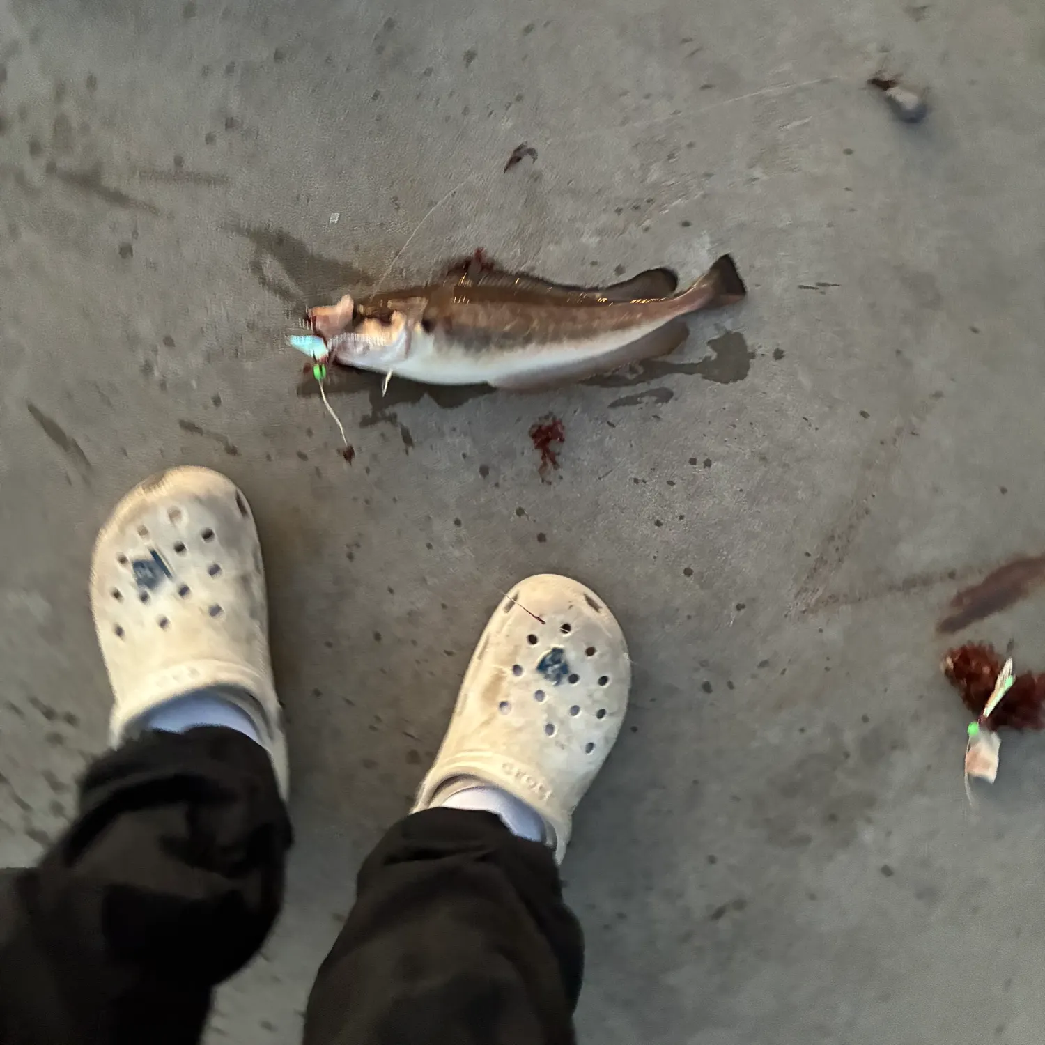 Fivebeard rockling caught on Fishbrain