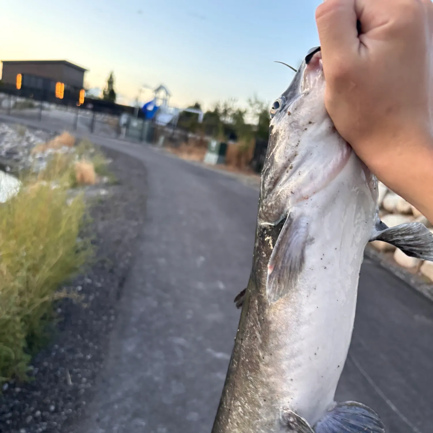 catch