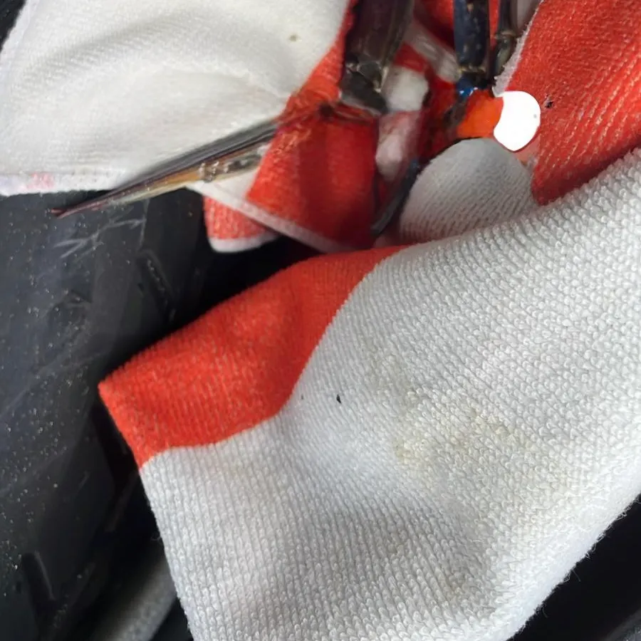 The most recent Blue swimmer crab catches on Fishbrain