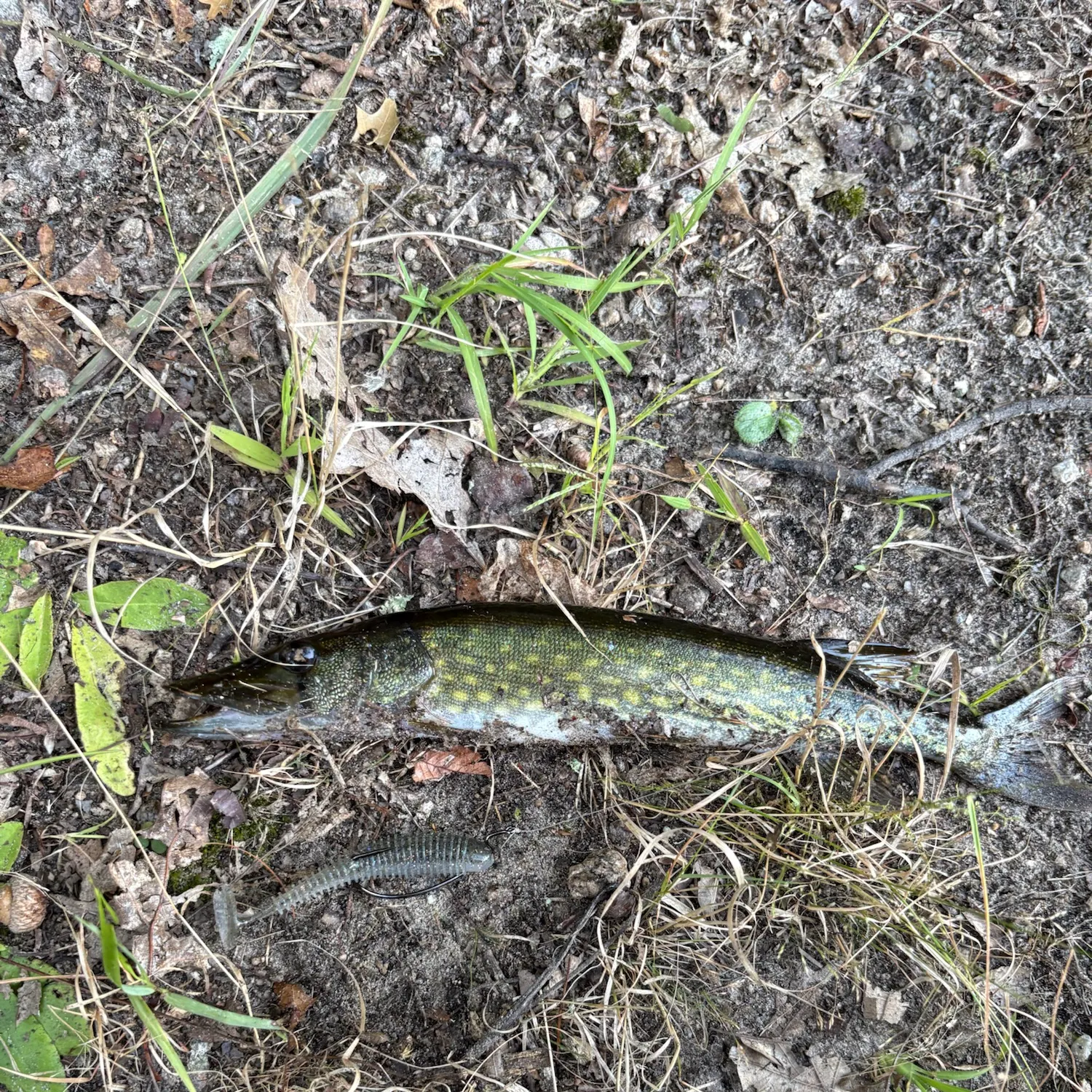 Chain pickerel caught on Fishbrain