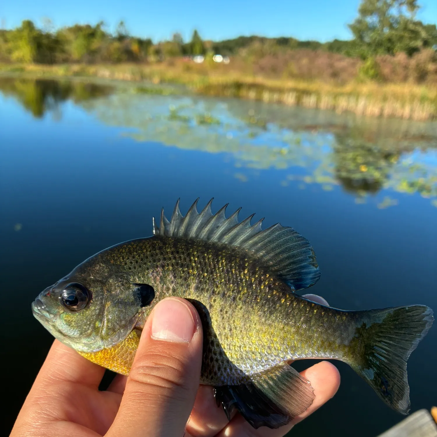 Bluegill caught on Fishbrain