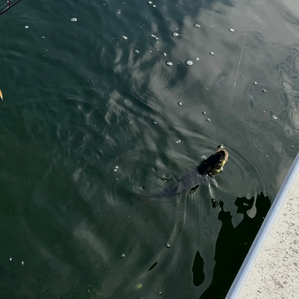 Northern pikeminnow caught on Fishbrain