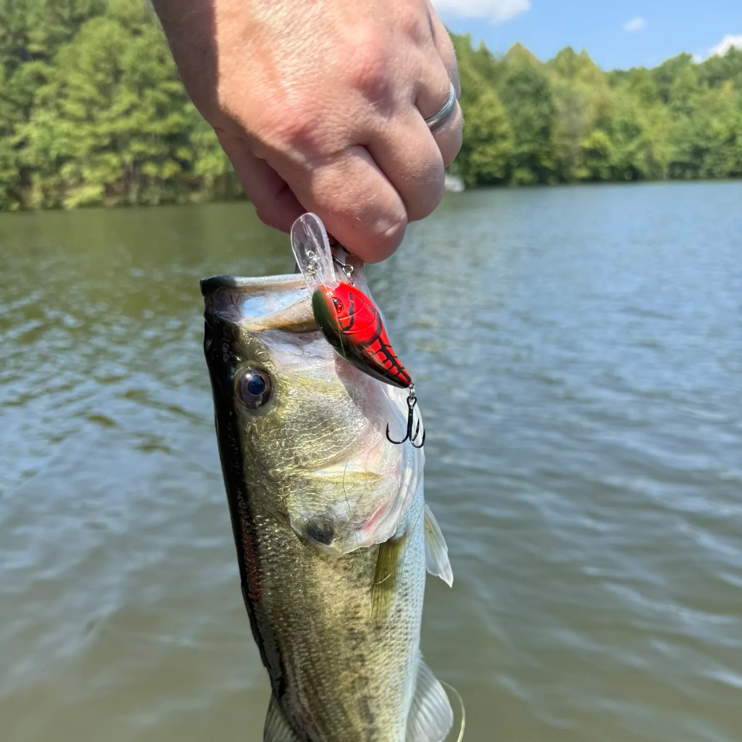Largemouth bass caught on Fishbrain