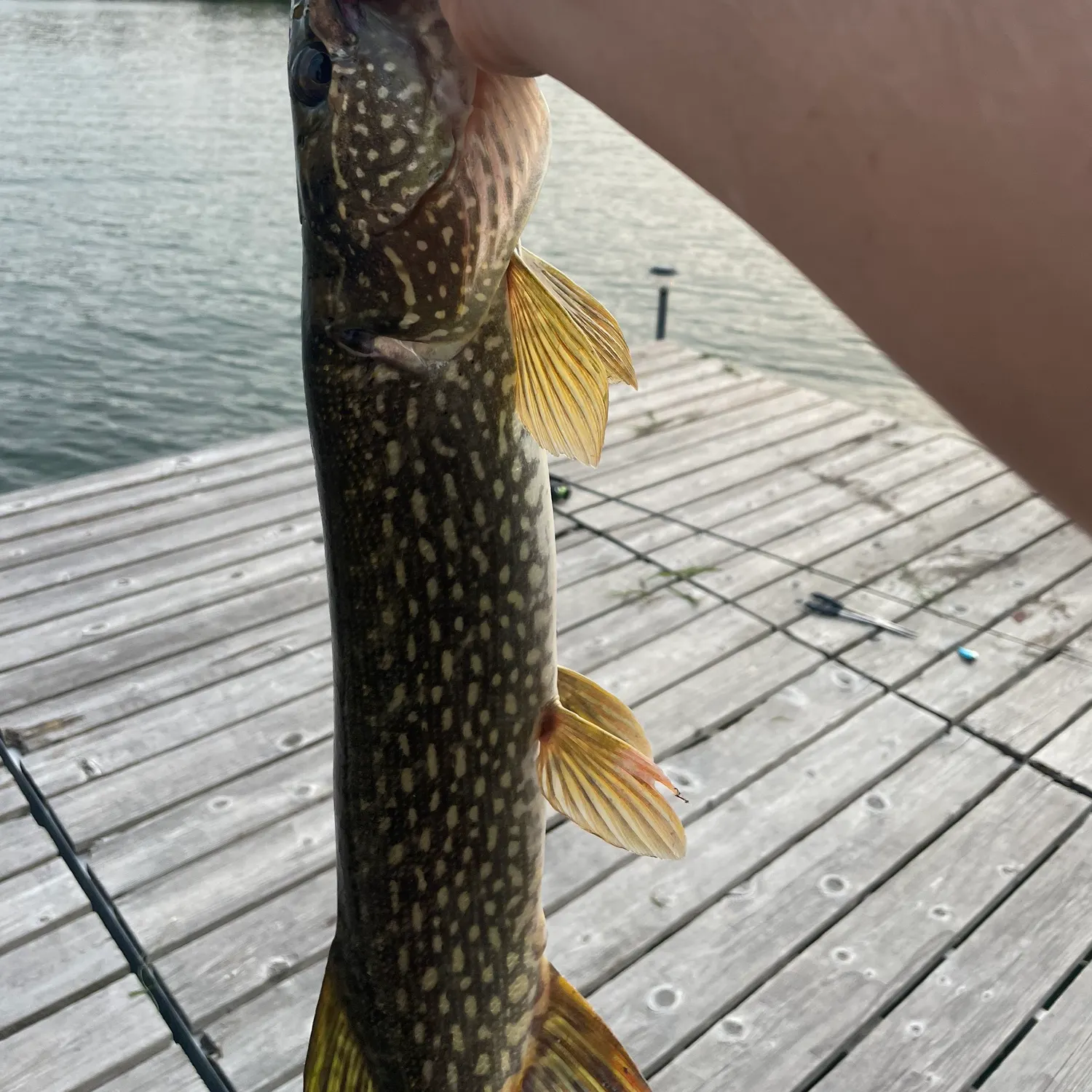 Northern pike caught on Fishbrain