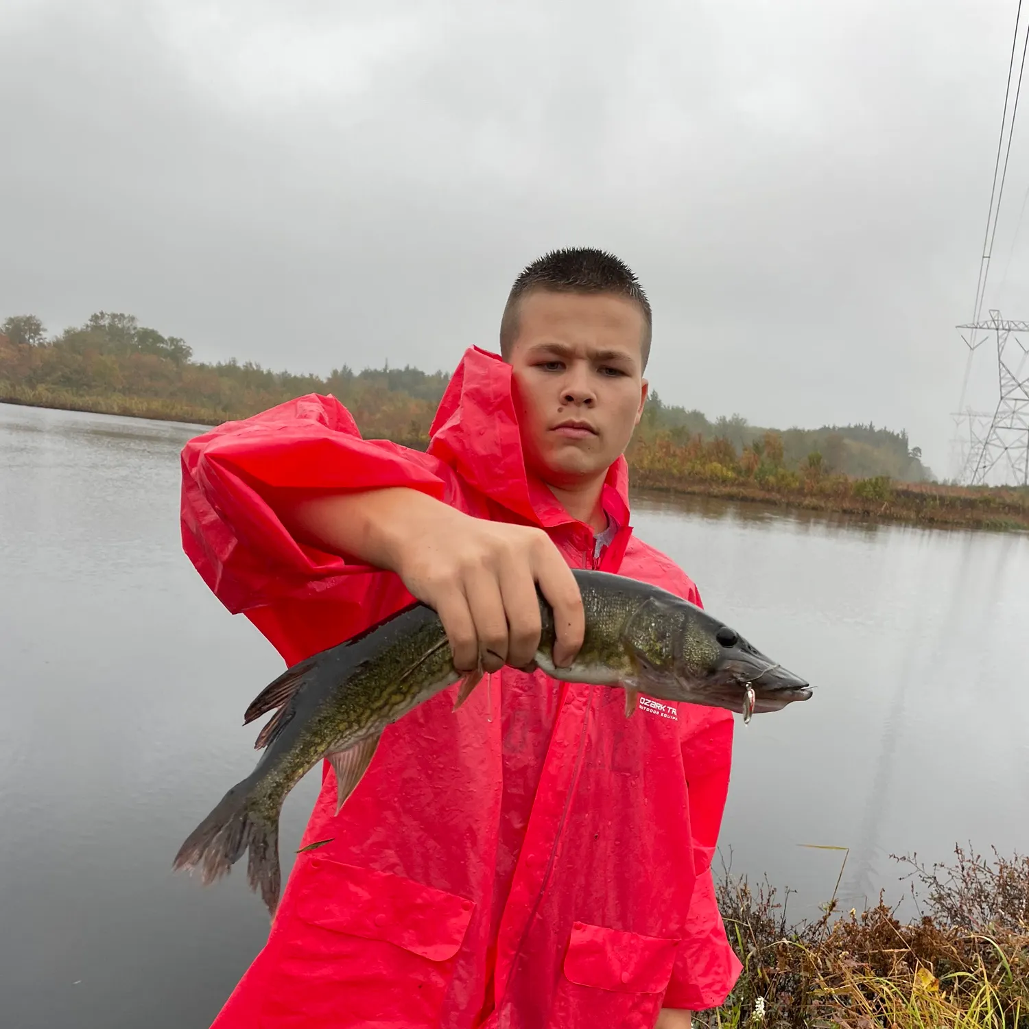 Chain pickerel caught on Fishbrain