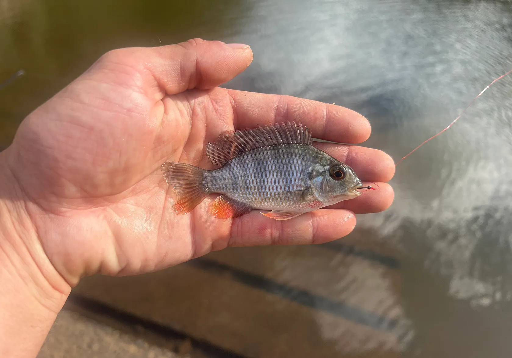 Redbreast tilapia