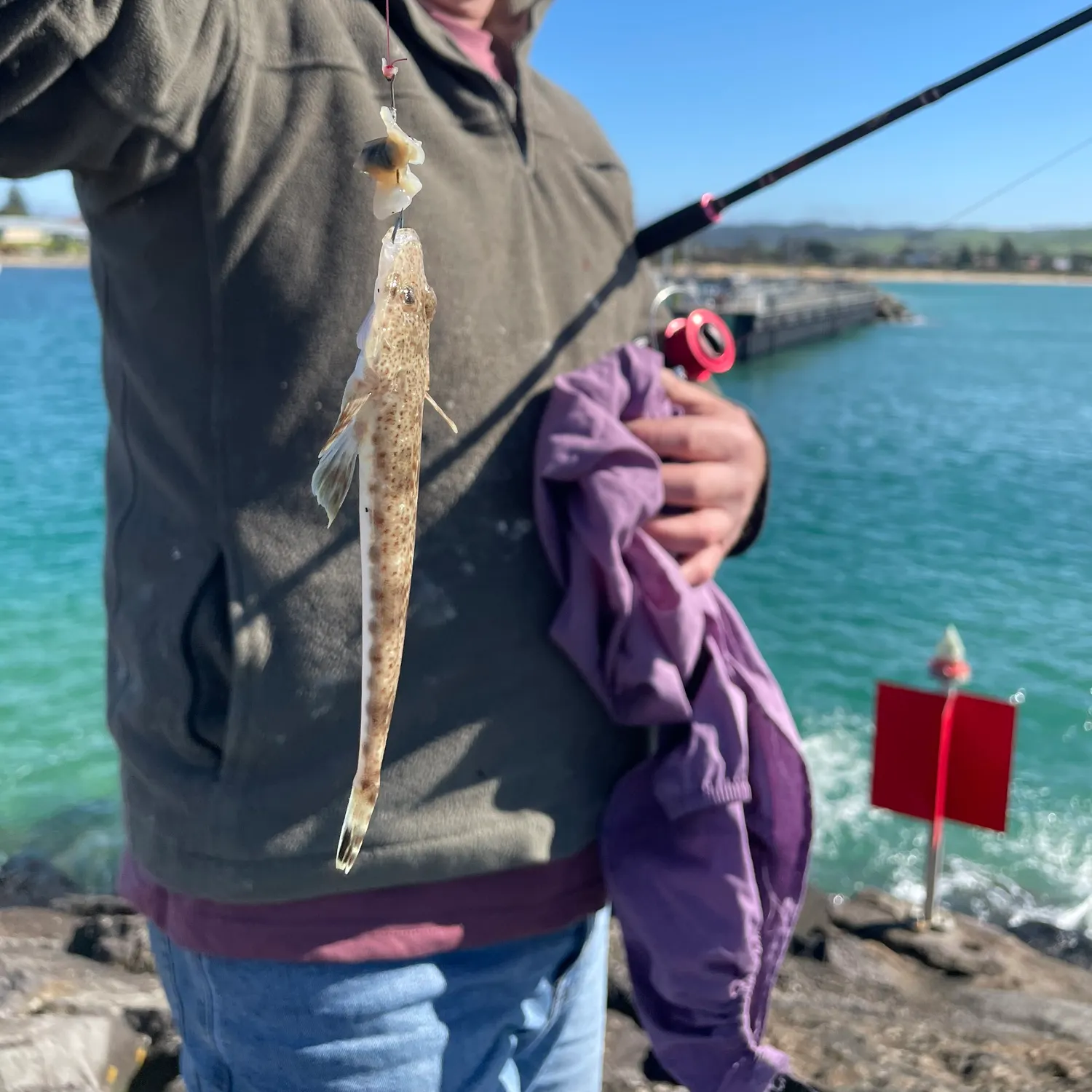 The most recent Blue-spotted flathead catches on Fishbrain